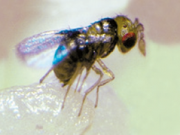 Gros plan sur une guêpe parasite Trichogramma