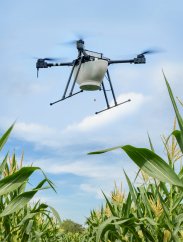 Drohne beim Trichogramma verteilen im Mais, gegen den Maiszünsler